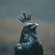 Post: THE HERO..... THE KING.